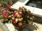 Coleus