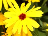 金盞花