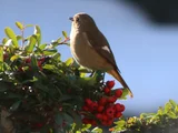 Pyracantha