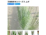 大麦