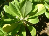 草海桐