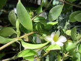 Codonanthe grachiris