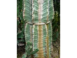 Euphorbia abyssinica