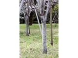 桜 天の川