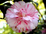Camellia Shuchuka