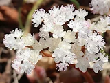 苔藓虎耳草