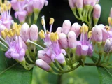 Callicarpa japonica