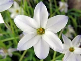 花韭