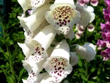 Digitalis