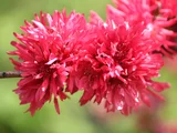 菊花桃