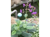 シコンノボタン