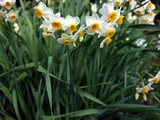 Narcissus chinensis