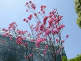 粉红色花風鈴木