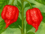 Carolina Reaper