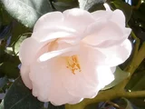 茶花 '貴宝殿'