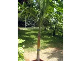 Manila palm