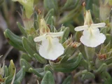 Teucrium montanum
