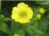 Ranunculus acris