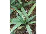 婆罗洲岛三蕊兰