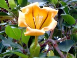 Cup of Gold