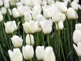 Tulip City of Vancouver