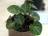 Asarum senkakuinsulare