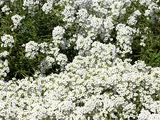 香雪球@Sweet Alyssum Super Alyssum 'Snow princess"