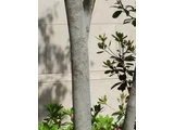 Japanese ash