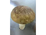香菇 Lentinula edodes