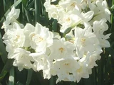 Narcissus