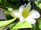 Codonanthe grachiris
