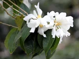 Camellia yuhsienensis