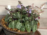 紫苏叶黄芩