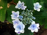 額紫陽花 'ポージーブーケ ララ'