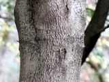 Acer diabolicum