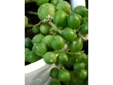 Senecio rowleyanus