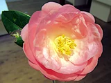 Camellia japonica Shunshoko