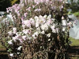 Chrysanthemum 'Enmeiraku'