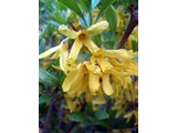 Chinese syringa