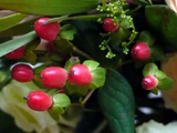 The red berries are a popular | Hypericum androsaemum