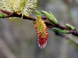 Pussy willow