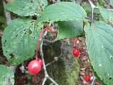 Elaeagnus umbellata