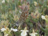Teucrium montanum