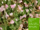 Rhodanthe manglesii