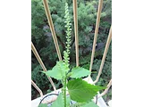 Perilla crispa