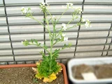 Pea