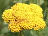 洋蓍草