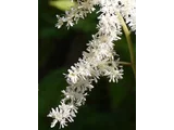ハナチダケサシ