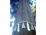 Sugi
