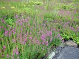 Lythrum anceps